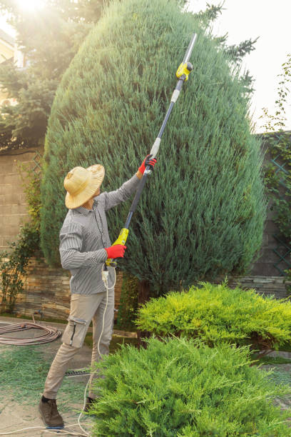 Best Hazardous Tree Removal  in Fairfield, CA